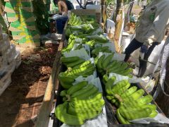 Fruit Texture Thin Skin Flavor Naturally Sweet Size Uniformity Uniform Size Packaging 13–14kg Carton Boxes Packing Type 4-5-6-7-8 Hands Per - Image 4