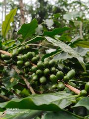 Coffee Green Beans – product photo 4, product detail gallery