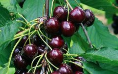 Linbao Cherry Seedling - Image 1
