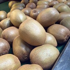 FRESH KIWIFRUIT FOR SALE!! CLASS 1 EXPORT QUALITY FRESH KIWIFRUIT NOW READY FOR EXPORT – product photo 2, product detail gallery