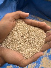 Sesame Seed - Image 4