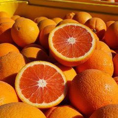 Premium Quality Oranges Valencia & Navel Organic Yes Texture Juicy Flavor Vibrant Origin South Africa Shelf Life Extended During Transport - Image 2