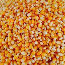 Yellow  Yellow Corn Yellow Product Name Corn Type Corn (Maize) Use Chicken feed, Livestock Flavor Natural taste - Image 4