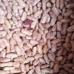Bulk Sugar Beans For Global Export With Competitive Pricing And Quality Assurance Standards - Image 4