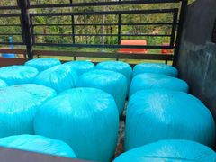 Napier Silage - Image 4