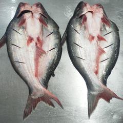 Frozen Fish Export Seafood Fish Price 10kg Weight Variety Sizes Pangasius Butterfly  With HACCP HALAL Certification - Image 1