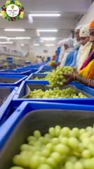Table Grapes (080610) - Image 2