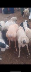 Goats,sheep and camel – product photo 4, product detail gallery