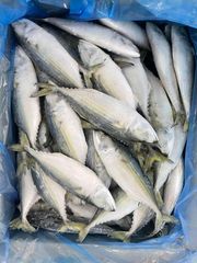 BEST QULAITY FROZEN INDIAN MACKEREL WHOLE - Image 6