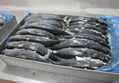 lobster, shrimp, Crabs, oysters, scallops, mackerel, octupos, squid - Image 4