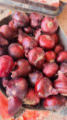 Fresh Onion – product photo 4, product detail gallery