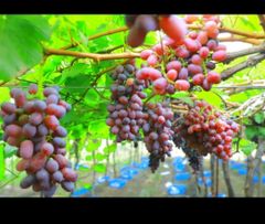 Grapes - Image 4