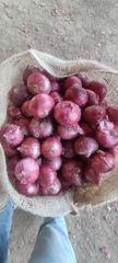 Fresh Red Onion – product photo 2, product detail gallery