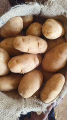 Ooty Potato Origin Ooty Grade Export Flavor Mouth-watering Texture Delightful Crunch Visual Appearance Vibrant Colors Sourcing Method Direct From Fertile Lands - Image 1