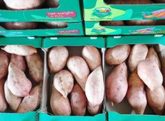 Sweet Potato – product photo 5, product detail gallery
