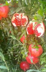 Pomegranate - Image 3