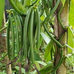 Vanilla Pods - Image 1