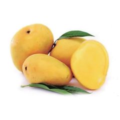 Wholesale Fresh Mango / Alphonso Mango Fruit / Mango Pulp Type MANGO Style Fresh Color Yellow Content mango Shelf Life - Image 4