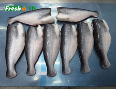 Pangasius HGT - Image 4