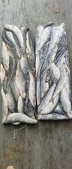PACIFIC HERRING W/R, 200-300gr, 20KG/22KG carton - Image 1