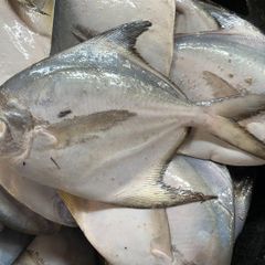 New Season Silver Pomfret Frozen White Pomfret Fish with Size 80-100-150-200g. - Image 2
