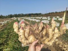 Fresh and air-dried Chinese Ginger. Excellent Quality directly sourced from Farm. – product photo 2, product detail gallery