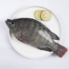 Bulk frozen whole black tilapia for export standard - Image 1