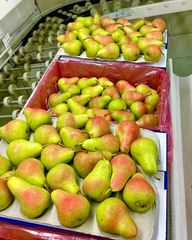 FRESH ROSEMARIE PEARS FOR SALE!! CLASS 1 EXPORT QUALITY ROSEMARY PEARS READY FOR EXPORT – product photo 5, product detail gallery