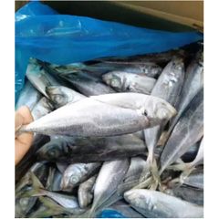 Frozen Horse Mackerel /Pacific/Indian/Atlantic Mackerel fish for competitive rates - Image 1