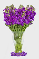 Alelí Mathiola Stock Packaging Details QB Color Signature scent Cultivation Type Exportation Scent Character Spicy, - Image 3