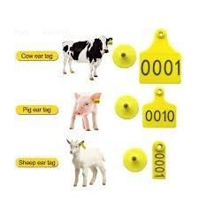 Sheep Fat Tail - Image 1