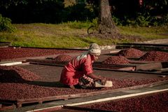Cocoa Beans - Image 3