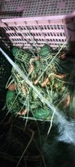 Lobster - Image 2