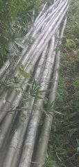 Bamboo poles - Image 1
