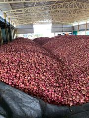 Nashik Fresh Onion - Image 3