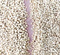 White Lentils – product photo 4, product detail gallery