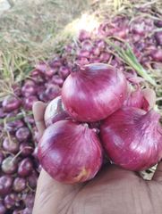 Fresh Red Onion (Indian Origin) – product photo 4, product detail gallery