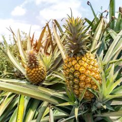 Sweet Queen Pineapple Fresh Fruits Fresh Sweet Queen Pineapple Fresh Juicy Succulent Queen Pineapple - Image 5