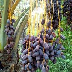 Irani Dates - Image 1