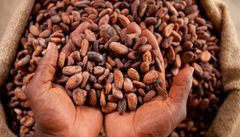 Premium Cocoa Beans – West & Central African Origin - Image 2