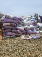 Raw Cashew Nuts (RCN) - Image 4
