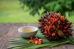 Factory Price Organic Refined Fractionated Palm Oil High Quality Daily Food Cooking Use Bulk Stock – product photo 2, product detail gallery