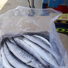 Whose sale Frozen Whole Mackerel Fish - Image 1