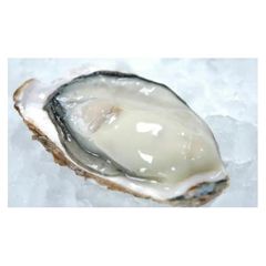 Hot Selling (Whole Shell) Frozen Fresh Good Oysters Japanese Ingredients oyster Model Number p2-05 Storage Type Frozen Place of Origin - Image 1