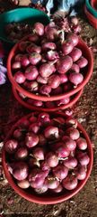Onions Grade A Grade Color Pink (Garwa viriety) Size 25mm+ to 55mm+ as per client's requirement Packaging 1 Kg to 50 Kg in mesh/jute bags as per client's - Image 3