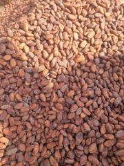 Cocoa Beans – product photo 3, product detail gallery