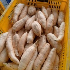 Fresh Sweet Potato : Cilembu sweet potato, Purple sweet potato, japanese sweet potato - Image 3