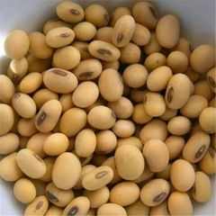 soya beans - Image 1