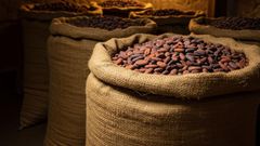 COCOA BEANS FOR EXPORT – product photo 1, product detail gallery