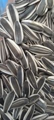 Premium quality Egyptian sunflower seeds – product photo 2, product detail gallery